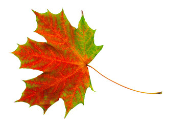 Lonely dry autumn leaf.