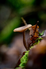 DSC_8512.NEF