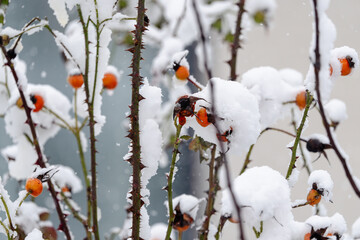 A cluster of branches covered in snow and red berries