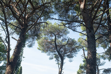Pine forest on a sunny day. Tall pines trees on a blue sky background for publication, poster, calendar, post, screensaver, wallpaper, postcard, banner, cover. High quality photo