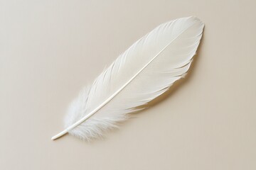 A single white feather on a soft light background representing International Day of Peace