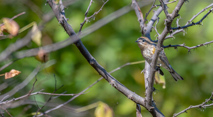 Yellow-rumped warbler perched in a tree.