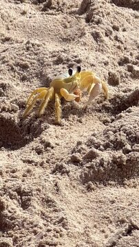Siri na praia 