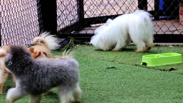  Green grass dog park has some cute dogs
