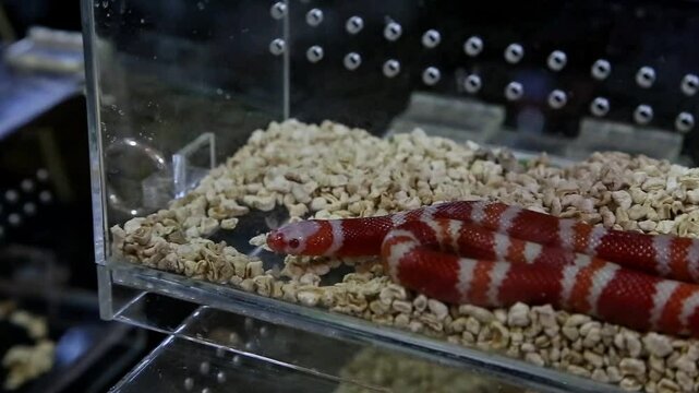 Milk snake (Lampropeltis triangulum). This snake has a beautiful appearance