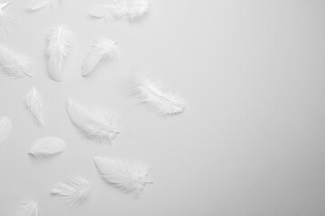 Obraz premium Beautiful fluffy feathers on light grey background, flat lay. Space for text