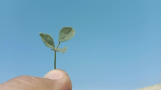 trifolium repens leaves with red midrib or white clover with red midrib