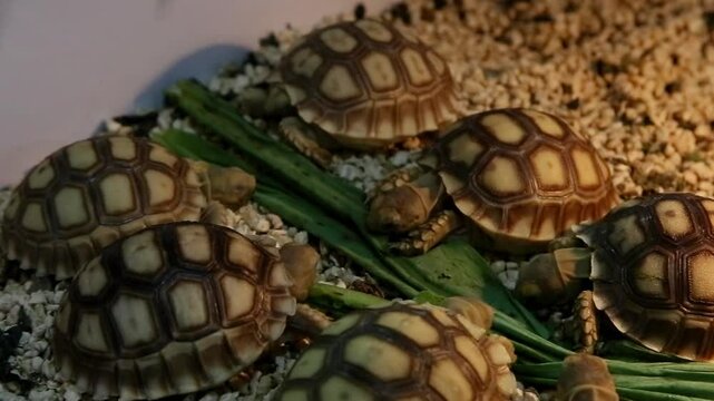 The turtle is eating leaves greedily