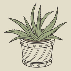 aloe vera in a pot