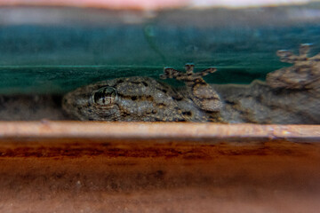 lizard hiding on the window ledge