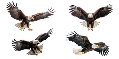 Flying eagle bird animal png cut out element set, transparent background