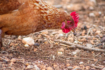 Hen portrait - Farm hen 