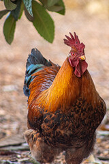 Hen portrait - Farm hen 