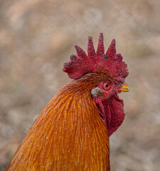 Hen portrait - Farm hen 