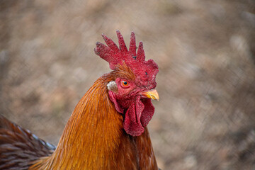 Hen portrait - Farm hen 