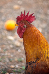 Hen portrait - Farm hen 