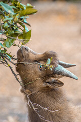 Goat eating from a tree - selective focus