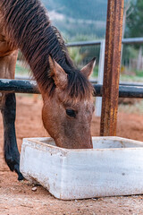 Brown horse eating in a farm
