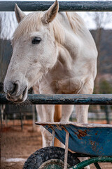 white horse eating in a farm