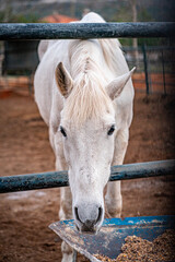 white horse eating in a farm