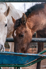 Brown and white horses eating in a farm