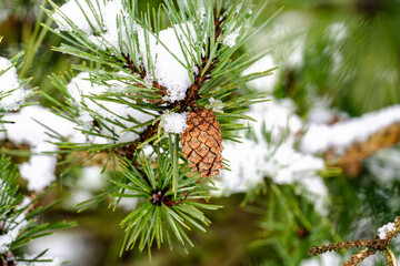 A pine tree branch covered in snow and a pinecone