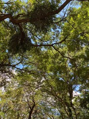 shadows from trees