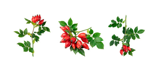 Wild Rose Twig Isolated, Rose Hip Branch with Red Berries, Rosehip Fruits and Leaves, Dog Rose Sprig