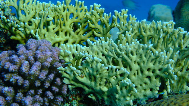 Reticulated fire coral or ramified fire coral (Millepora dichotoma) undersea, Red Sea, Egypt, Sharm El Sheikh, Montazah Bay