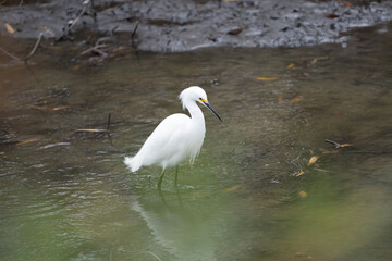 Snowy Egret walking in a marsh wetland