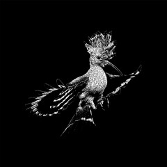 Hoopoe hand drawing vector isolated on black background. © tya studio