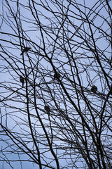 Birds perched on a dry tree that has shed its leaves. Silhouettes.