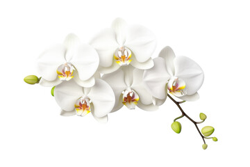 Obraz na płótnie Canvas Beautiful white orchids blooming gracefully on a delicate stem in a serene, minimalist setting isolated on transparent background