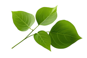 Fresh green leaves showcasing a simple beauty in nature, ideal for botanical study and decoration isolated on transparent background