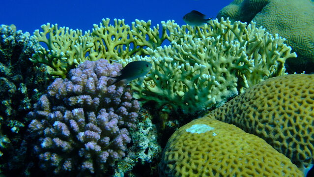 Reticulated fire coral or ramified fire coral (Millepora dichotoma) undersea, Red Sea, Egypt, Sharm El Sheikh, Montazah Bay