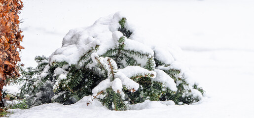 A small evergreen tree covered in snow