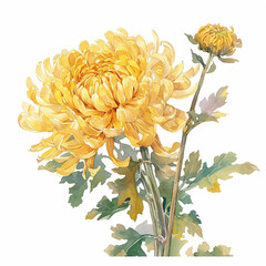 Meticulous yellow chrysanthemum Chinese A bouquet of yellow flowers with a white background. The flowers are yellow and are arranged in a way that they look like they are in a vase