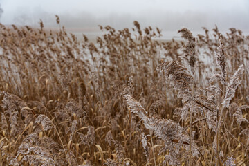Frostiger wnter im Münsterland