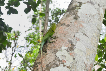 A common green forest lizard can be view from a low angle on the surface of a tree trunk
