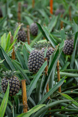 Obraz premium pineapples in a greenhouse in a pineapple plantation in the Azores. Ponta Delgada, Island of Sao Miguel. Portugal
