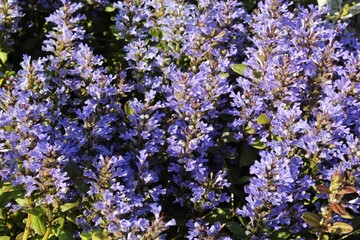 A field of vibrant purple wildflowers. A patch of purple flowers in full bloom. The flowers are small and delicate with a soft fuzzy texture. Concept of nature, spring and beauty