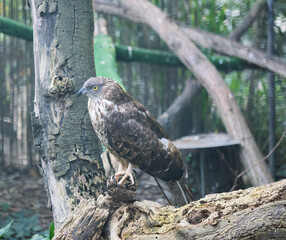 Honey kite (Pernis apivorus) eating meet