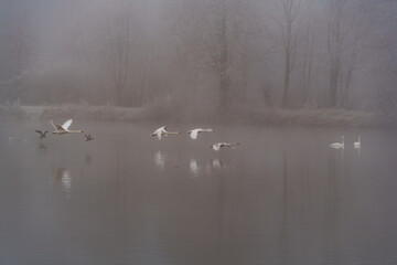 Frost und Nebel am See