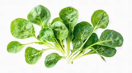 Obraz premium Fresh Green Lettuce Leaves Isolated on White Background