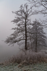 Frost und Nebel am See