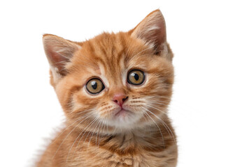 Obraz premium british cat isolated on white transparent