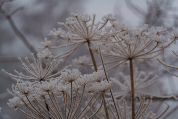 Frost und Nebel am See