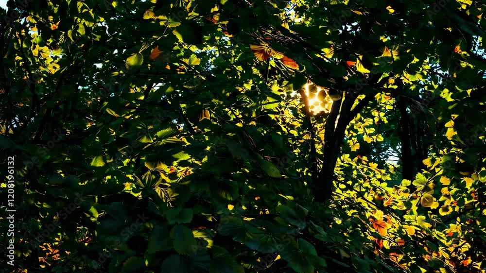 Poster sunlight streaming through lush green foliage of a tree, nature and tranquility concept