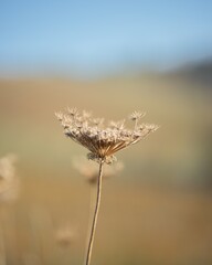 Blume