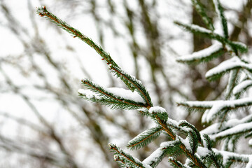 A snow covered tree branch with green needles